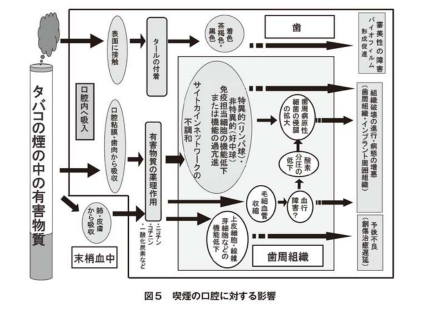 ニコチンとタールの影響